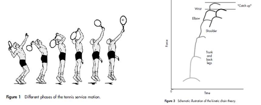 Different pahses of the tennis serve Different pahses of the tennis serve